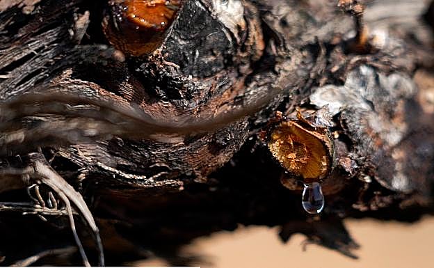 El 'lloro de la vid'. 