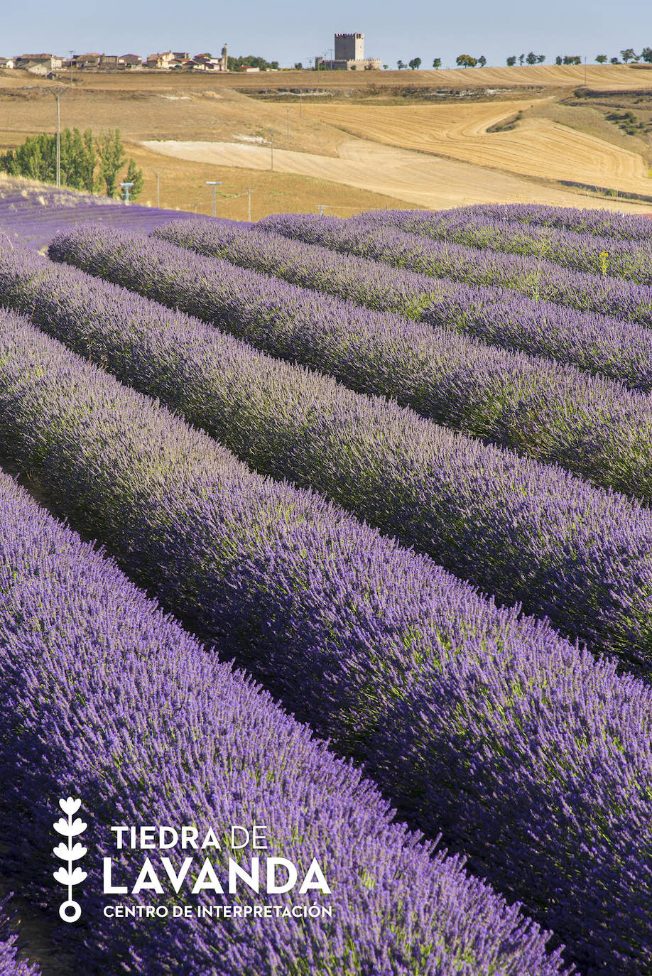 Campos de lavanda en Tiedra. 