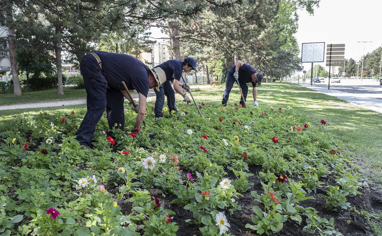Tres jardineros plantan flores en jardines de la avenida de Salamanca. 