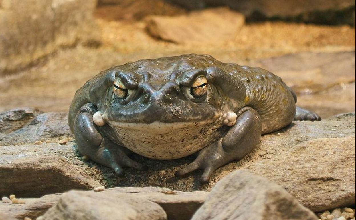 El sapo Bufo Alvarius., contiene el veneno utilizado en el rito.