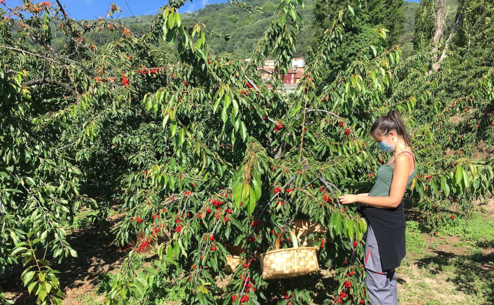Recogida de cerezas en Madroñal