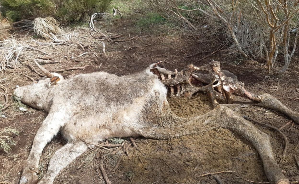 Novilla víctima de un ataque de lobo en Ávila