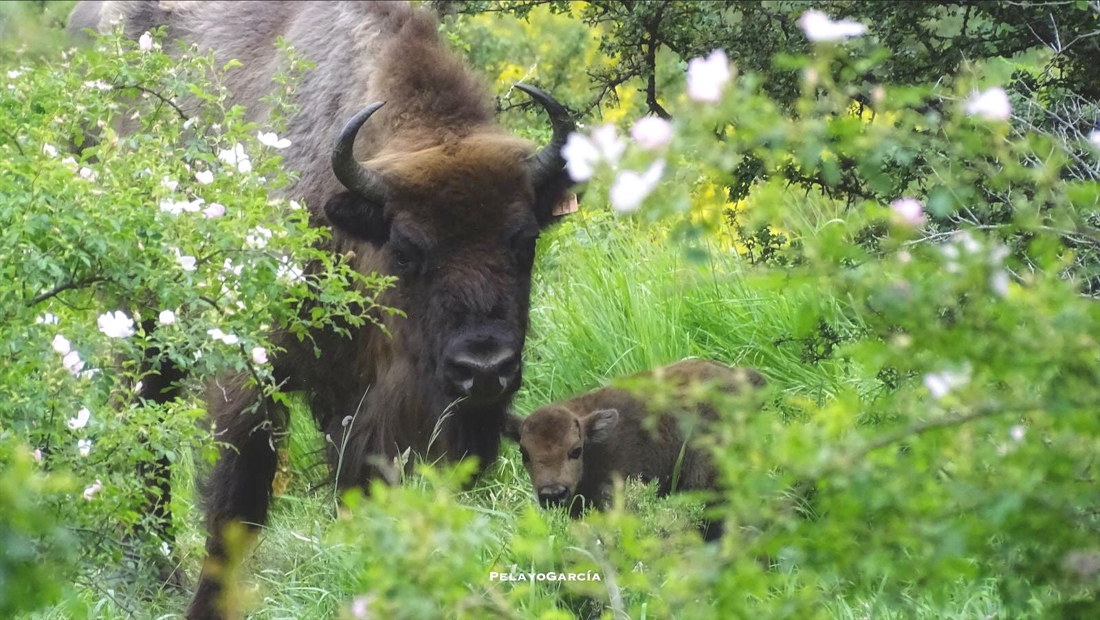 Primer ternero bisonte europeo en el paraje del valle de Anciles 