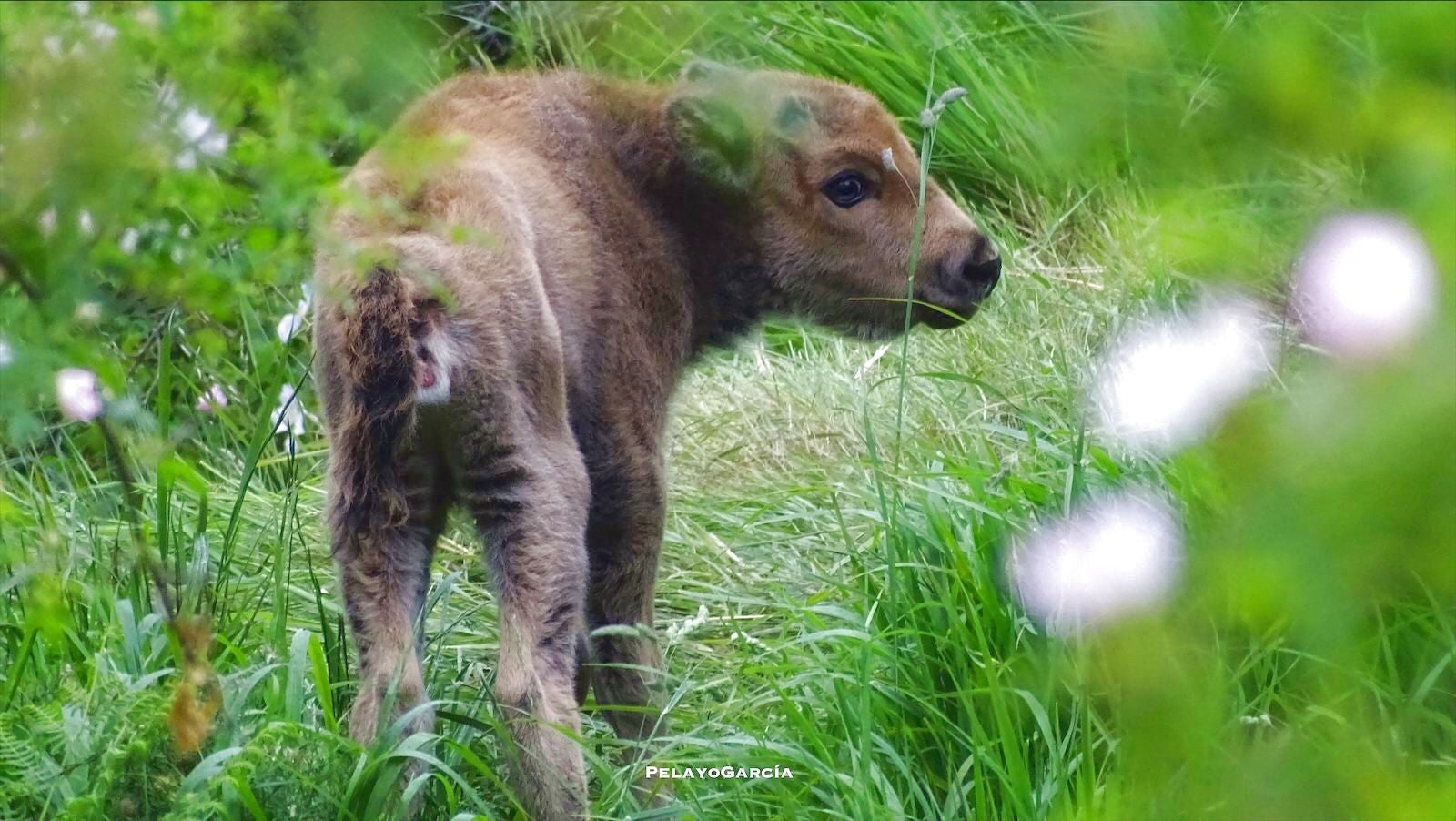 Primer ternero bisonte europeo en el paraje del valle de Anciles 