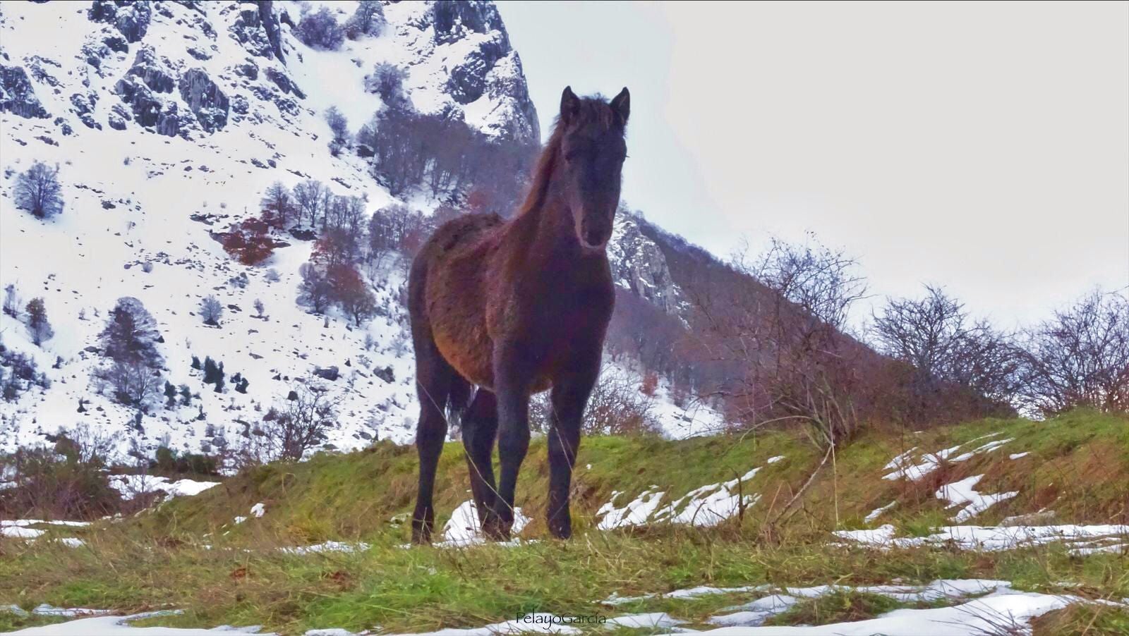 Primer ternero bisonte europeo en el paraje del valle de Anciles 