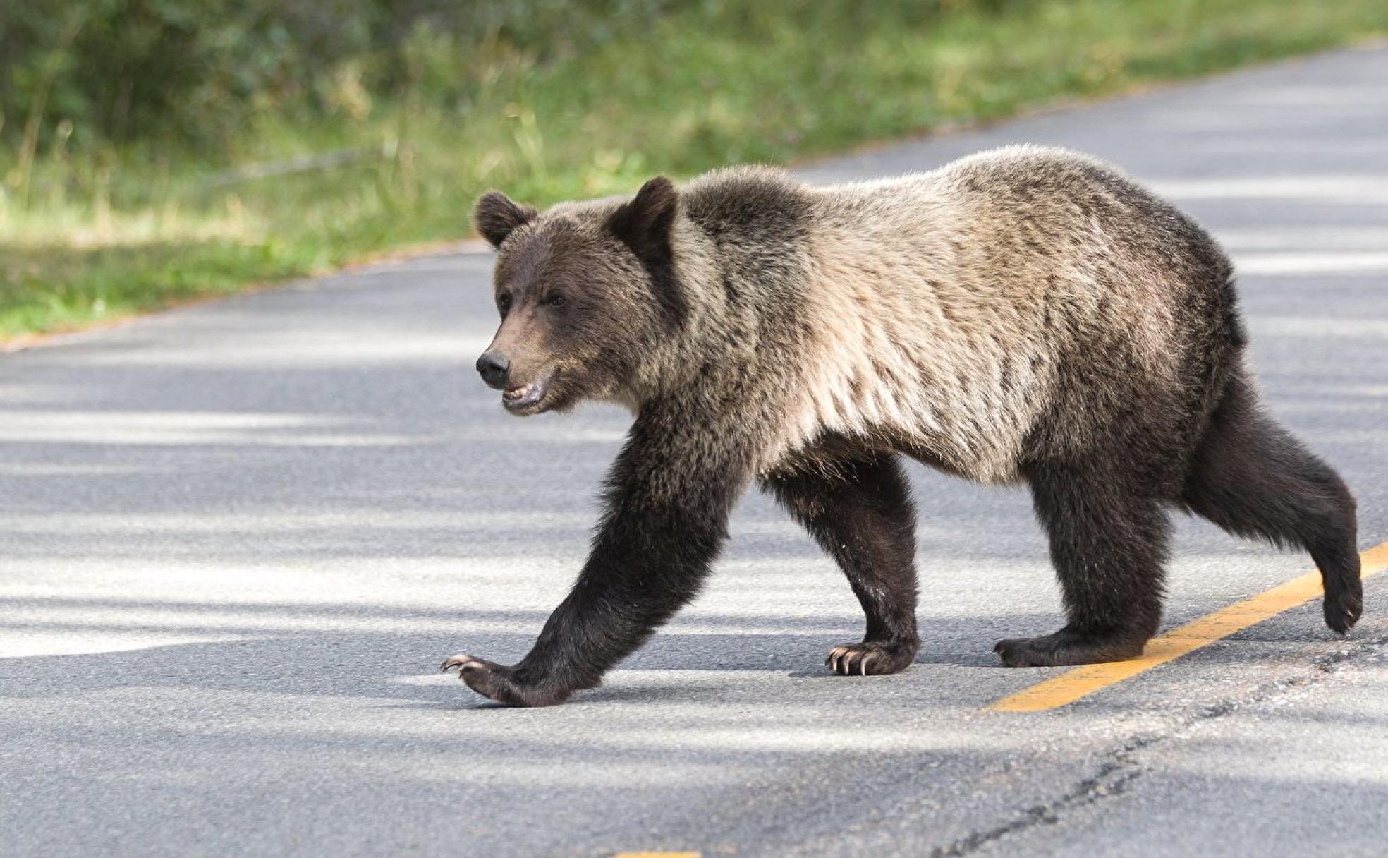 Un osos cruza por una carretera.