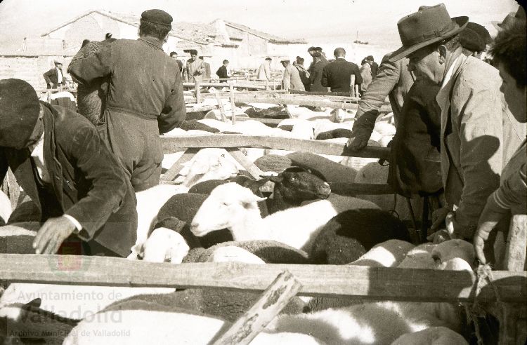 Fotos: Estampas del Valladolid antiguo (XLV): así eran las ferias de ganado de Medina del Campo en los años 50