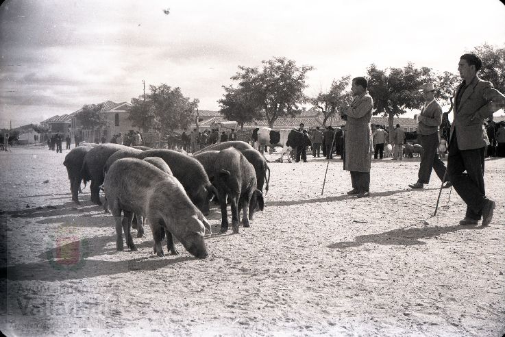 Fotos: Estampas del Valladolid antiguo (XLV): así eran las ferias de ganado de Medina del Campo en los años 50