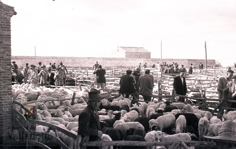 Fotos: Estampas del Valladolid antiguo (XLV): así eran las ferias de ganado de Medina del Campo en los años 50