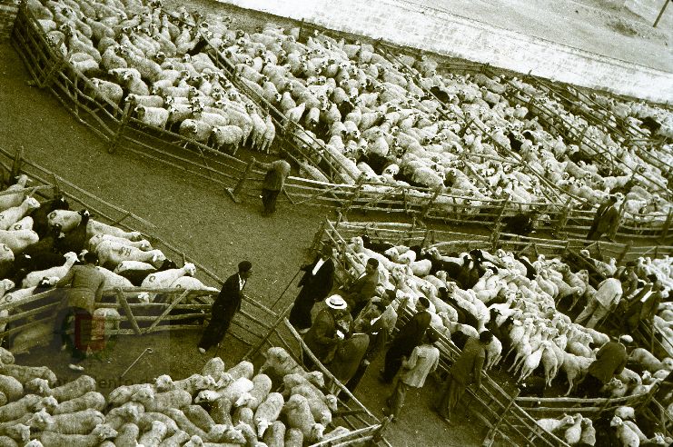 Fotos: Estampas del Valladolid antiguo (XLV): así eran las ferias de ganado de Medina del Campo en los años 50