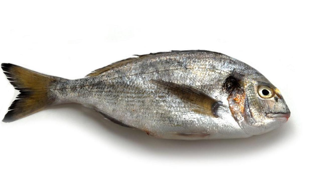 Besugo, un pescado con muchas proteínas, vitaminas y minerales