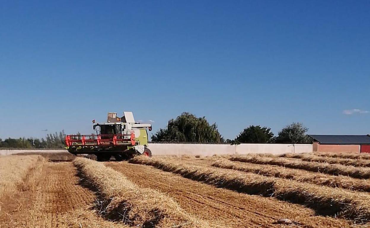 Cosecha de cereal en Mamblas (Ávila). 