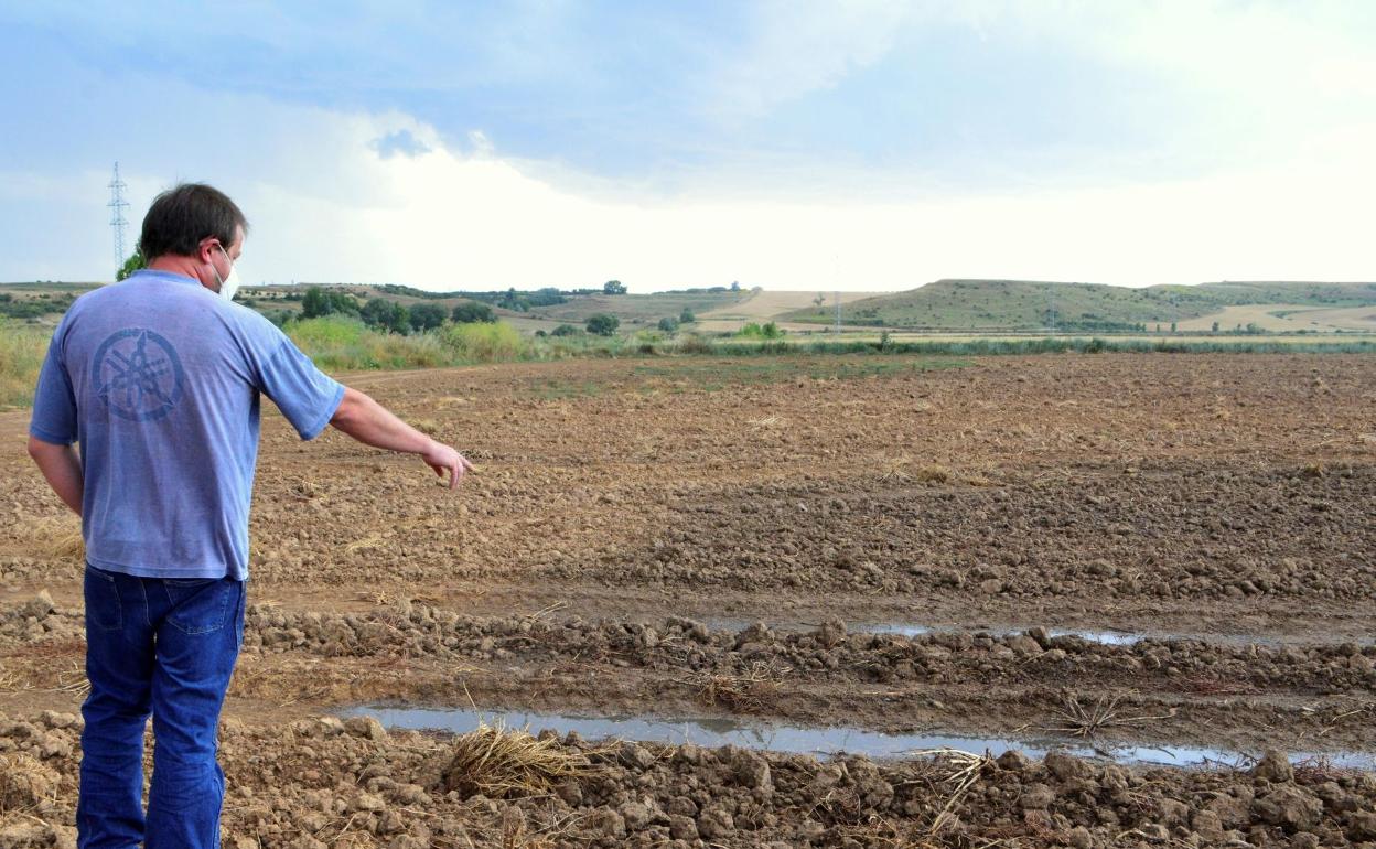 Un agricultor muestra los purines de una macrogranja de porcino que han sido vertidos sobre una parcela en Palencia. 