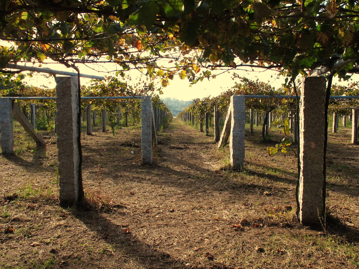 Entre Lugo y Orense se encuentra la Ribeira Sacra, una bellísima tierra llena de monasterios, viñedos y ríos | Es la única candidata española a ser incluida en la lista de Patrimonio de la Humanidad en 2021