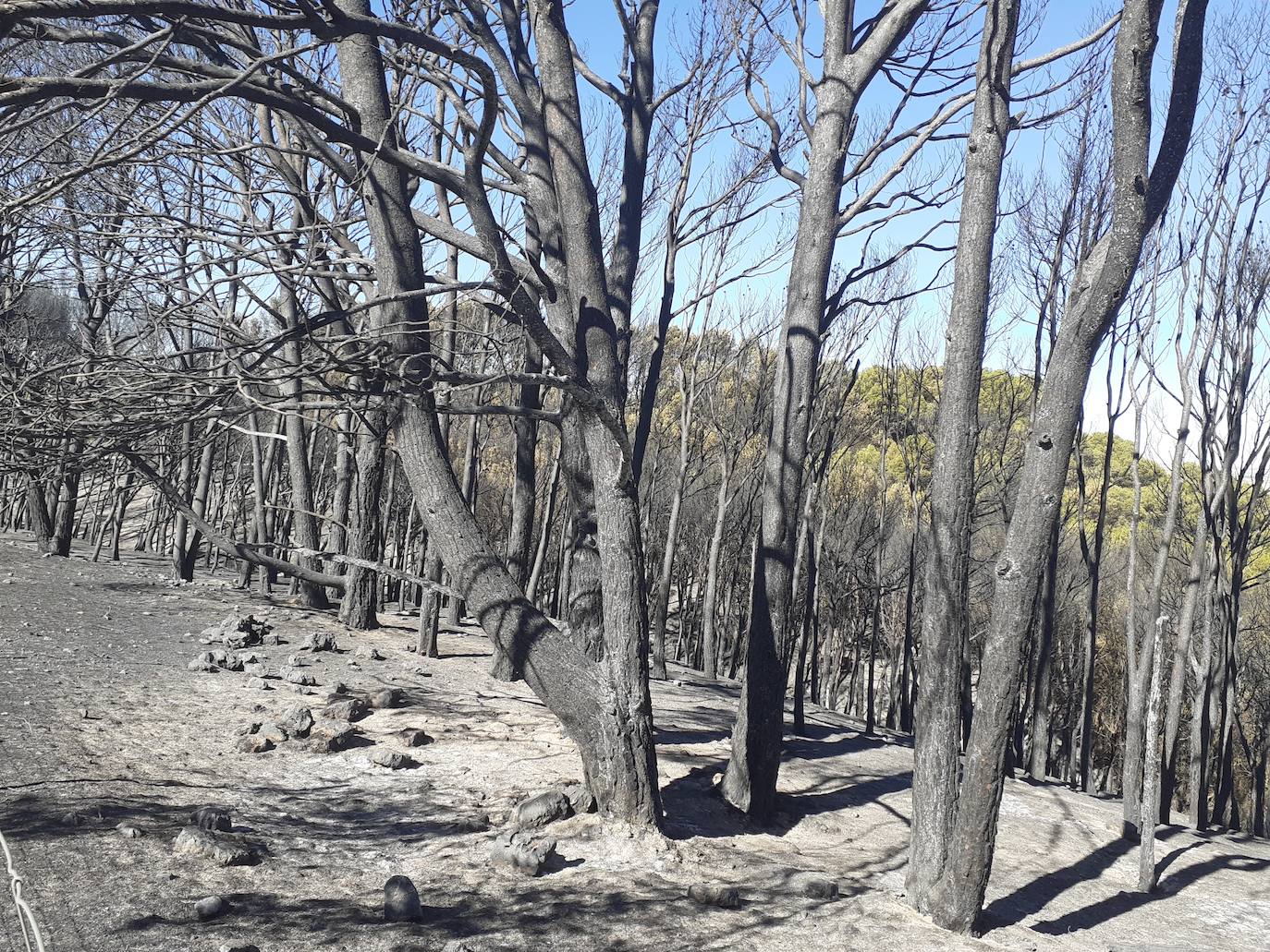 Fotos: Así han quedado el histórico monte de Villagarcía de Campos