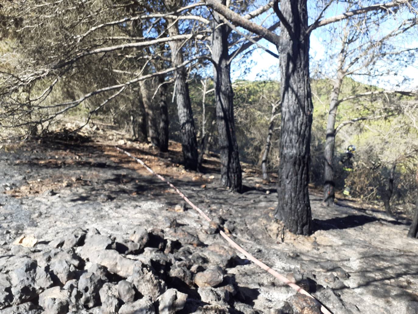 Fotos: Así han quedado el histórico monte de Villagarcía de Campos