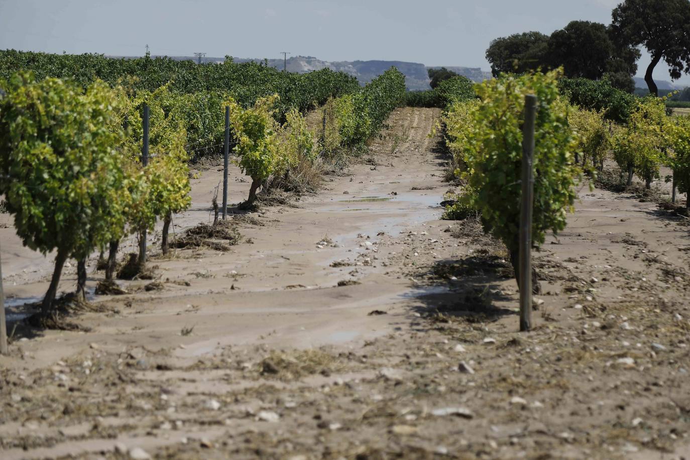 Fotos: Restos de barro en la carretera Pesquera de Duero-Renedo de Esgueva