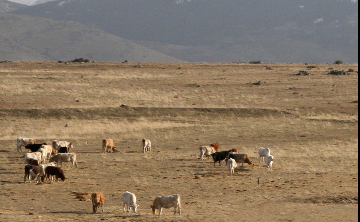 Rebaño de vacas con la sierra de Guadarrama al fondo. 