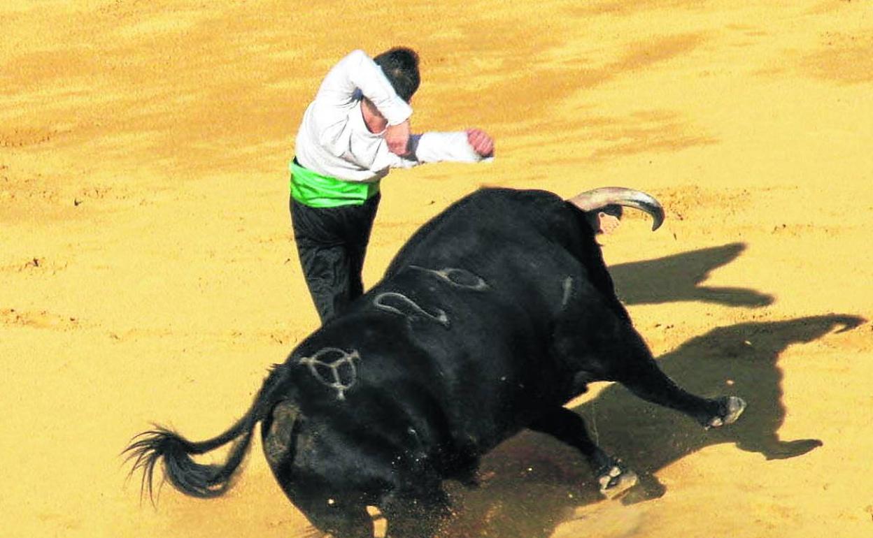 Festejo de cortes en el coso de Cuéllar. 