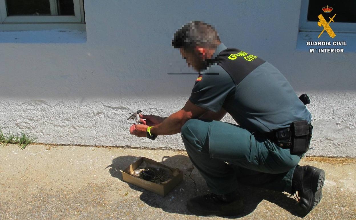 Un agente recoge a una de las crías. 