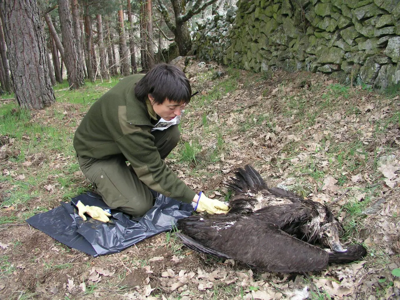 Una técnico analiza el cadáver de un ave rapaz envenenada por cebos ilegales. 