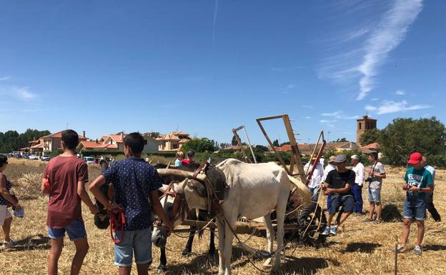 Imagen principal - La siega y la trilla han sido una fiesta muy especial en los últimos años, con numerosos asistentes. Abajo, la prueba Rutavones, con muchos asistentes tanto en el campo como por el pueblo que ete año no se ha convocado. 