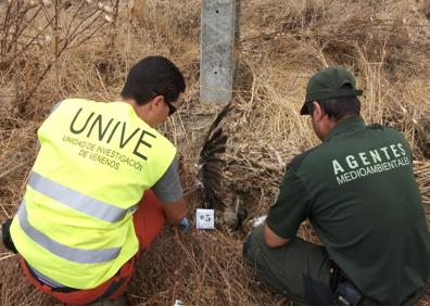 Imagen secundaria 1 - Castilla y León encabeza la pérdida de fauna salvaje por cebos ilegales