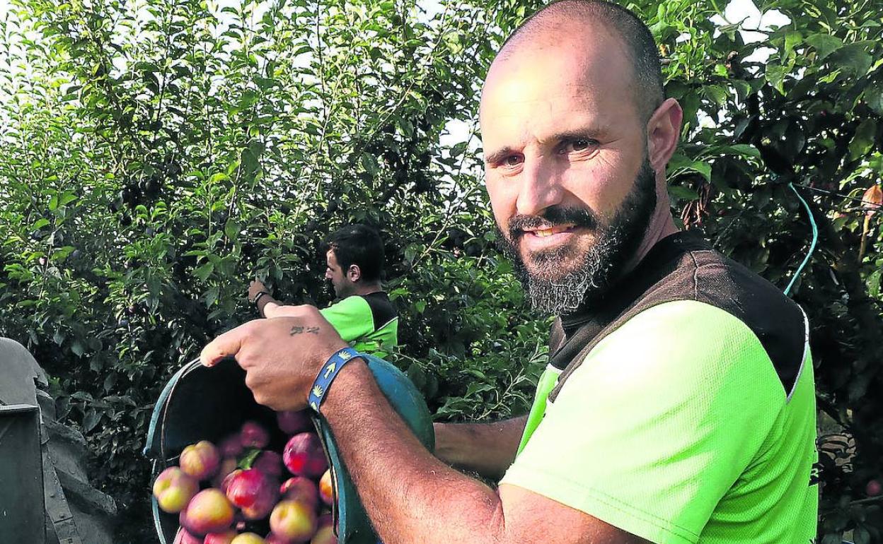 Recogiendo ciruelas en las Vegas Bajas del Guadiana, cerca de Puebla de la Calzada. 