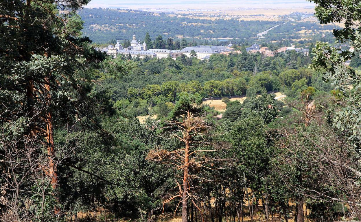 Estado de una de las zonas de la sierra afectadas por el incendio y, al fondo, el casco urbano de La Granja.