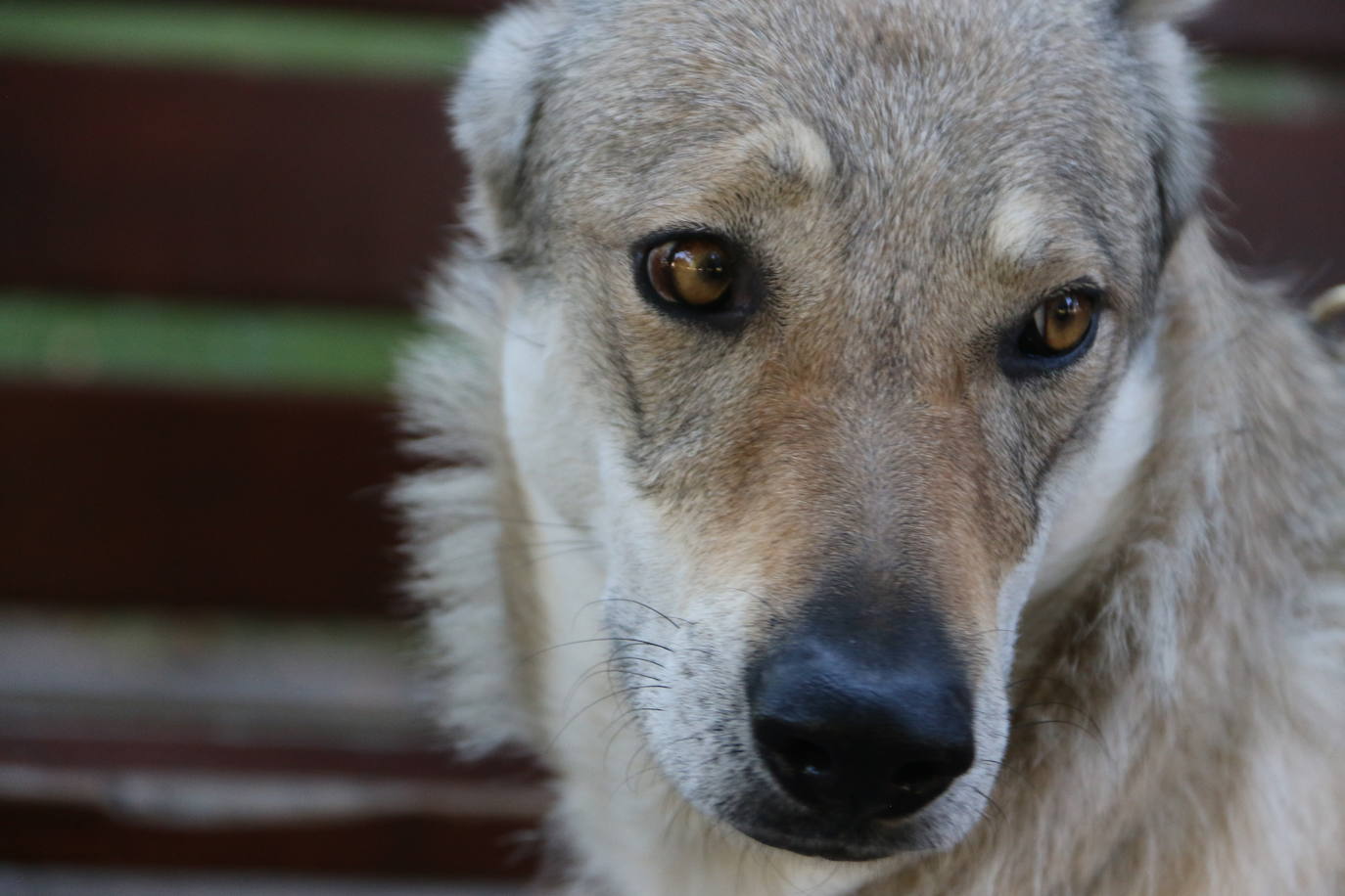 Mina, Laya y Afro hicieron las maletas con su dueño y viajaron hasta Portugal para rodar una superproducción | No es la primera vez que los tres perros rueda una película o aparecen en una serie, pero sí la primera que se codean con Nicolas Cage. 