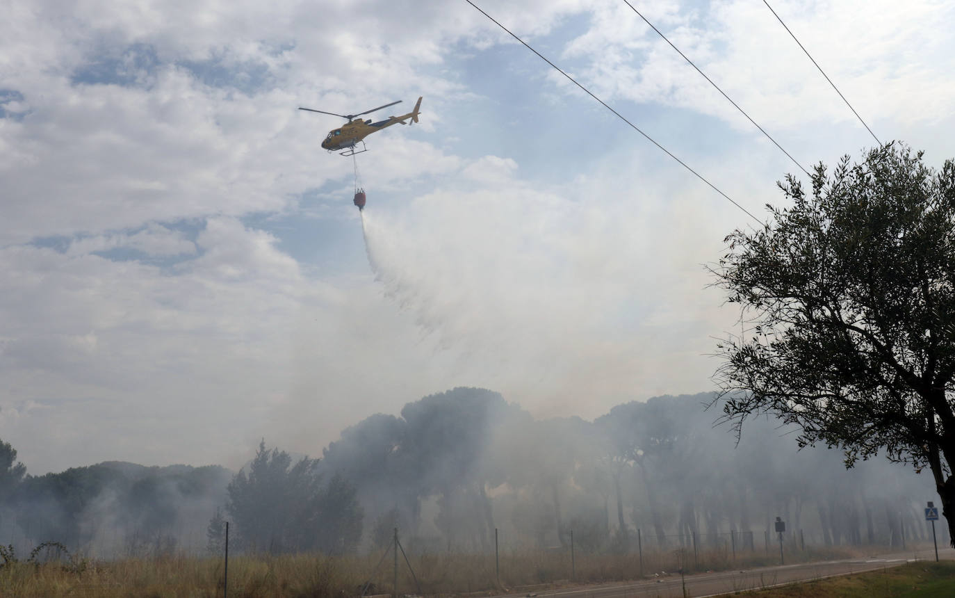 Las llamas han afectado al pinar de Simancas. 