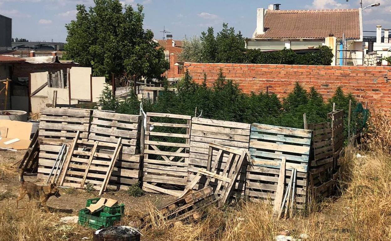 Las plantas incautadas en la finca del Camino de Palomares.
