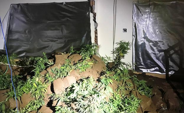 Plantas de marihuana