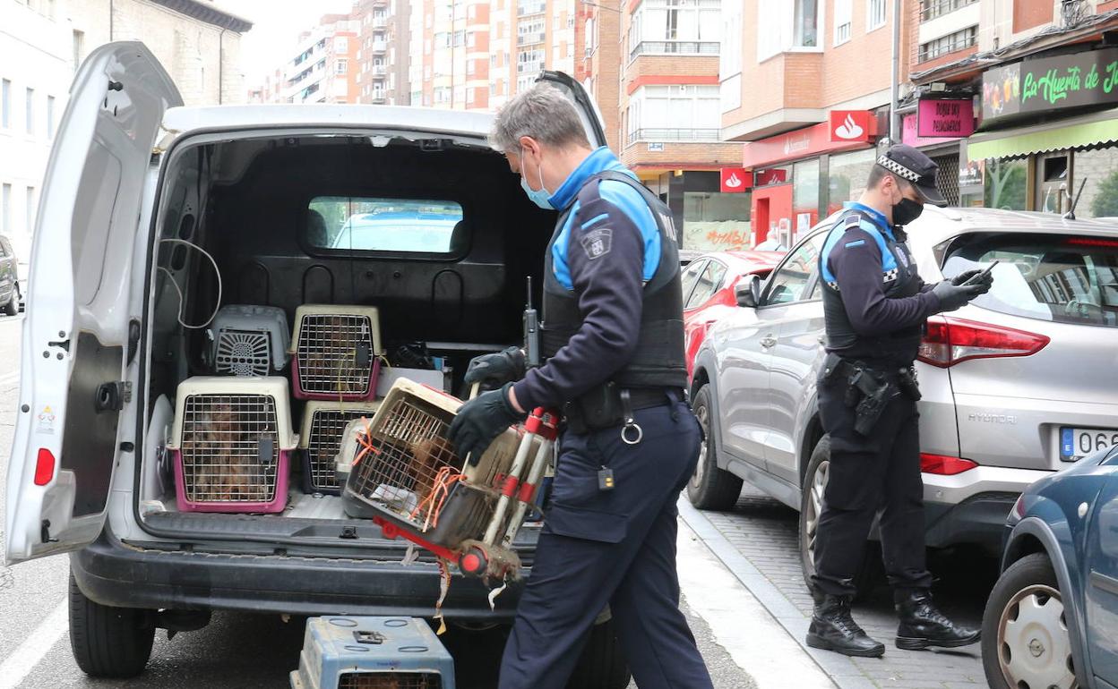 La Policía se lleva a los perros intervenidos en el criadero ilegal en Santa Clara