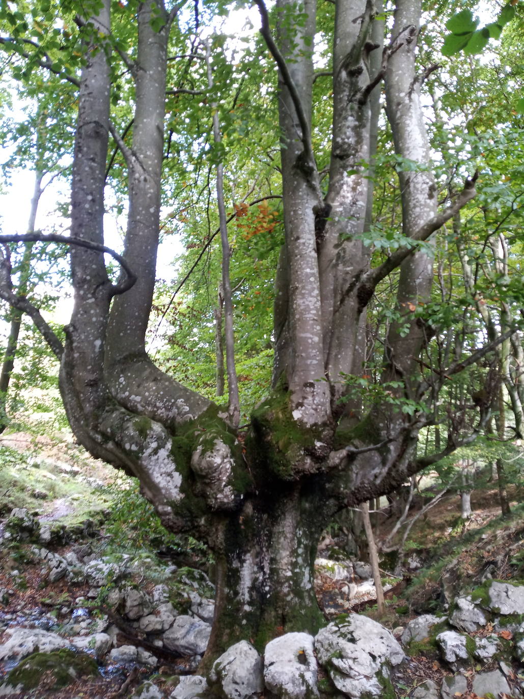 Fotos: Hayedo de Errekaundi (cima: Andasto)