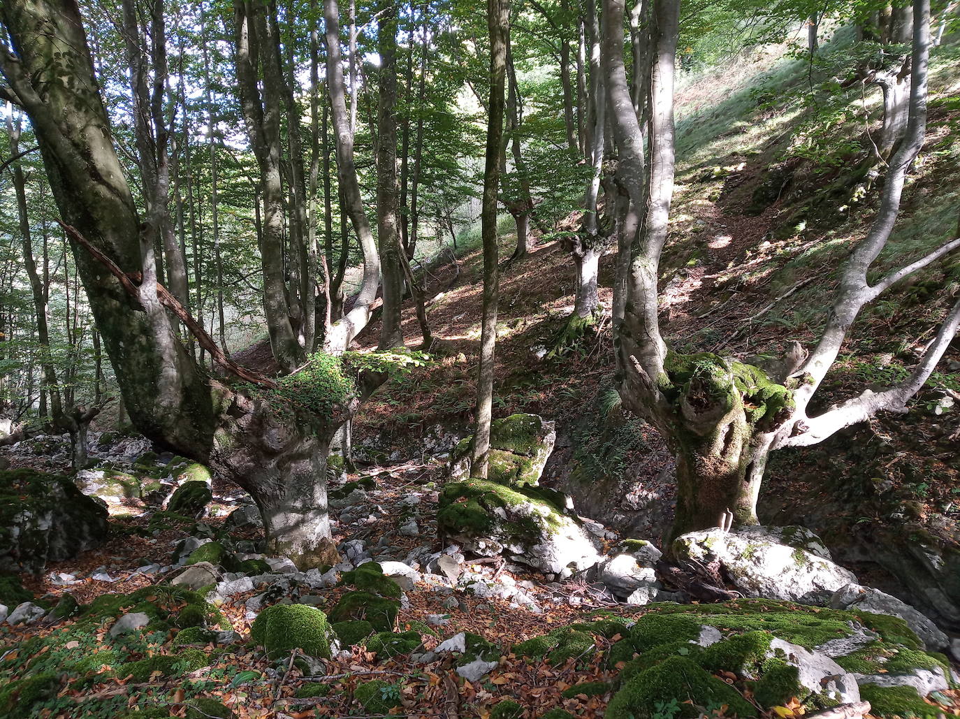 Fotos: Hayedo de Upo (cima: Upo)