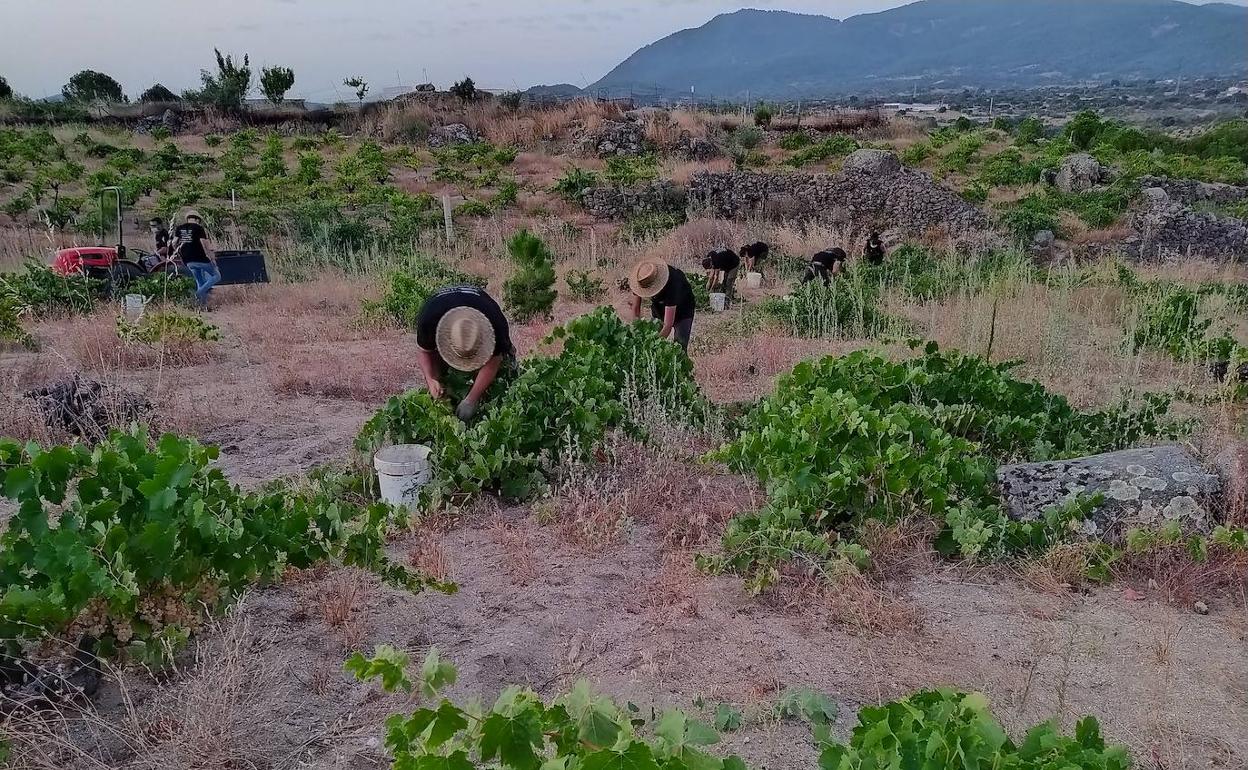 Un grupo de vendimiadores recolectan la variedad blanca albillo real en Cebreros. 