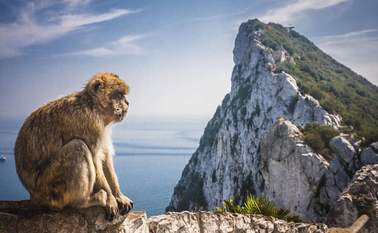 Mono en el peñón de Gibraltar. 