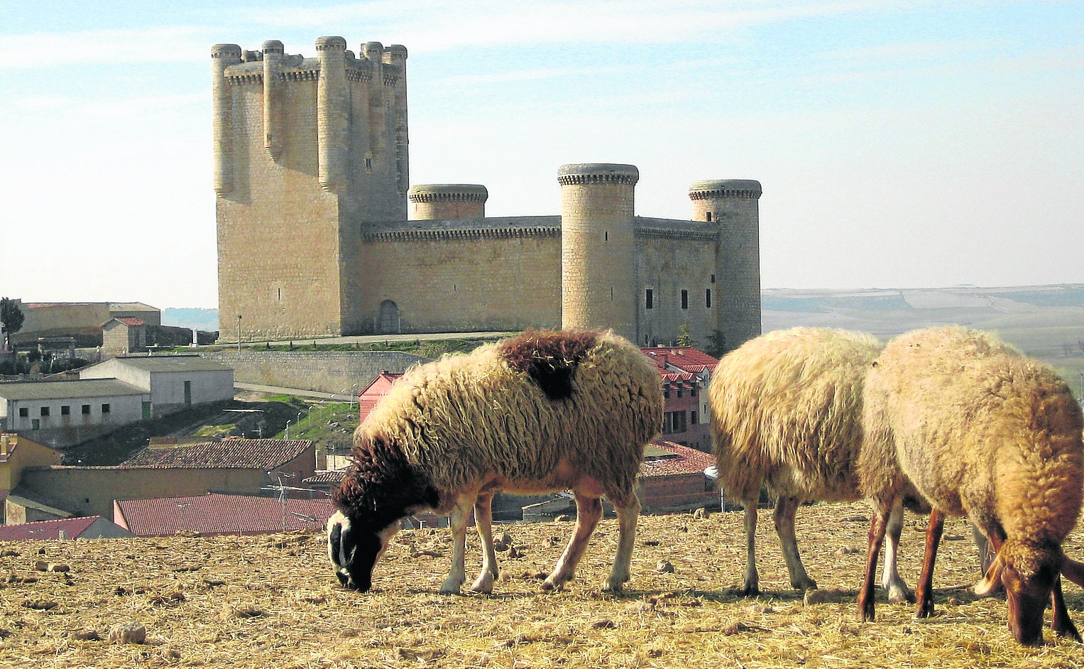 Vista del castillo desde 'el teso' (cerro cercano), donde pasta un rebaño. 