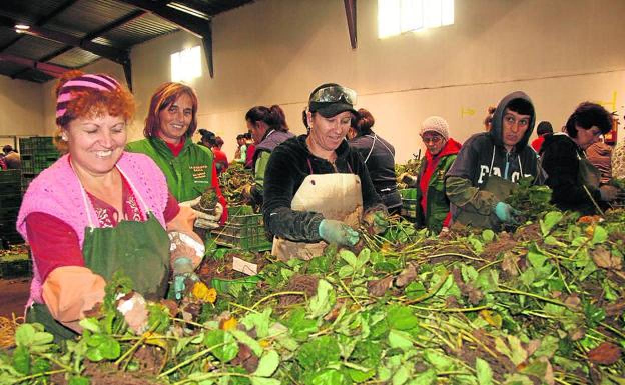 Temporeras de la fresa, en un vivero del Carracillo, durante una campaña anterior. Este año tendrán que guardar la distancia de seguridad. 