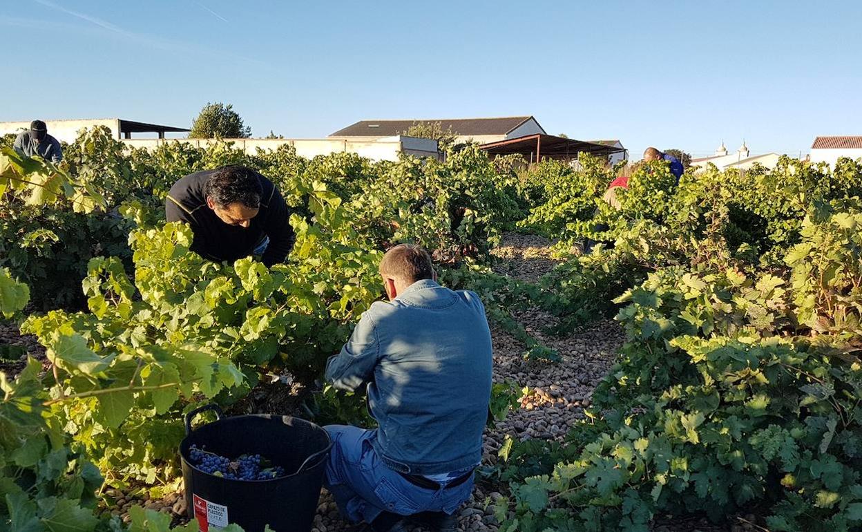 Dos vendimiadores recogen la uva en los viñedos de Cigales.