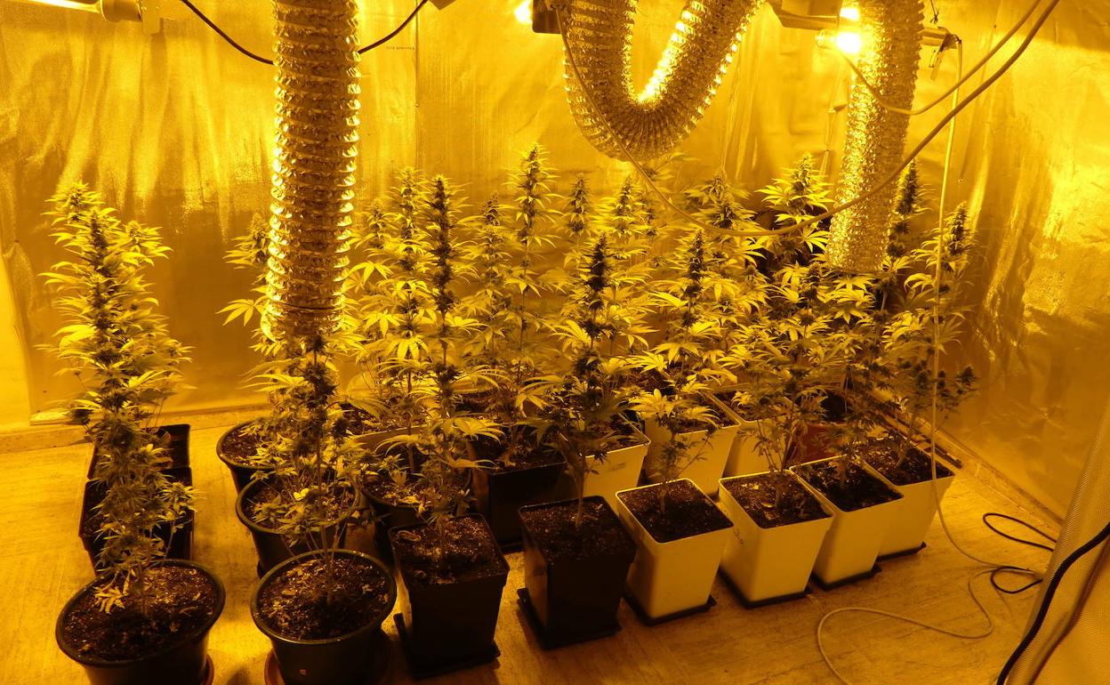 Marihuana incautada en 2018 por la Policia Nacional tras la detención de una madre y su hija por un delito de cultivo ilicito en su casa de Palencia.