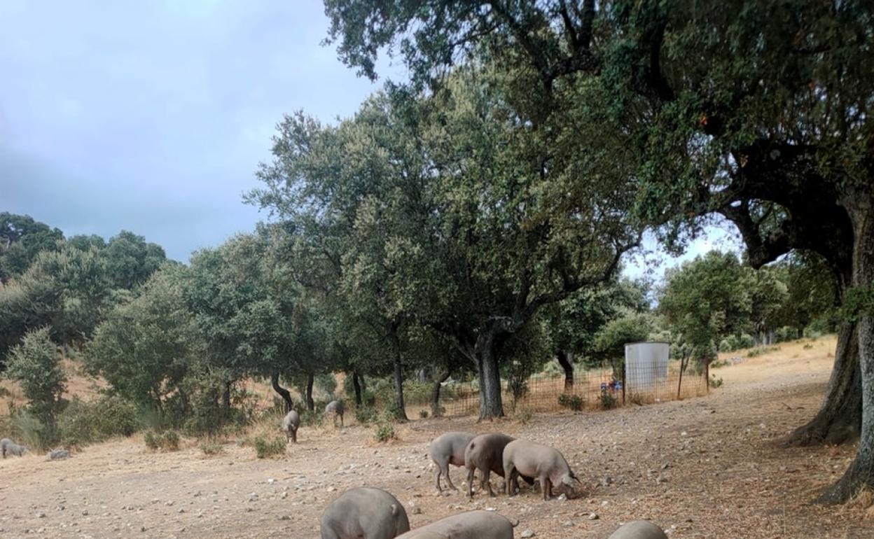 Cerdos de raza ibérica en una dehesa del valle del Azaba en Salamanca. 
