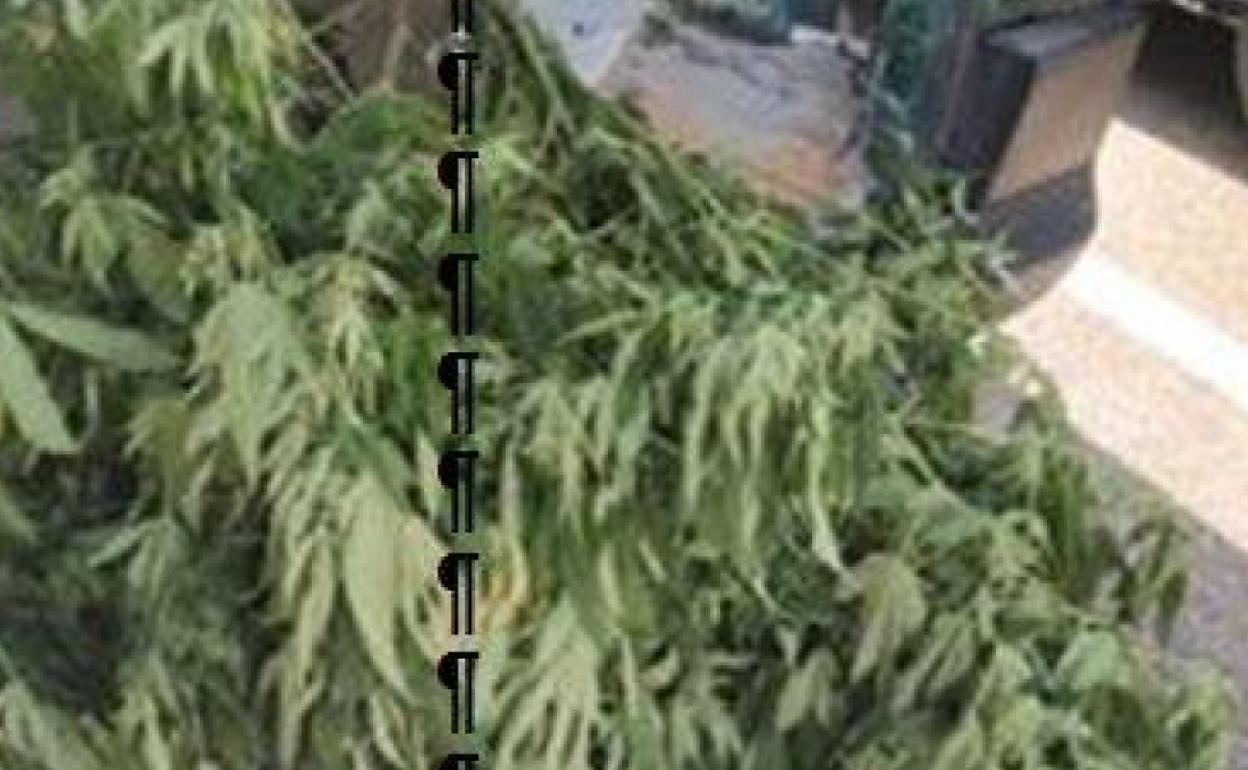 Una de las plantas intervenidas.