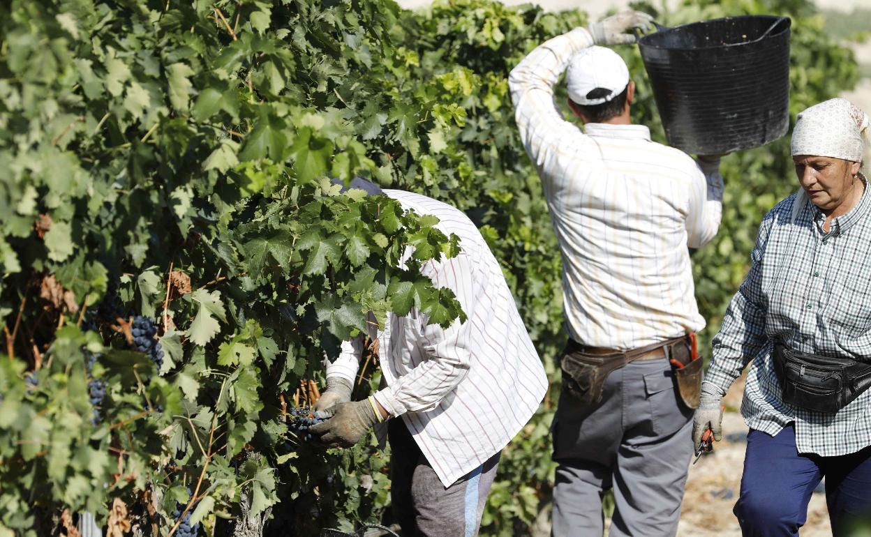 Labores de vendimia en viñedos de la DORibera del Duero, en el municipio de Castrillo de Duero. 