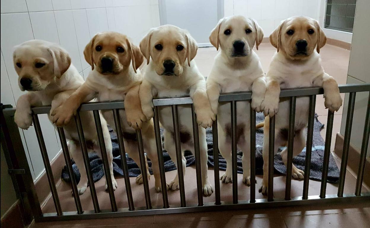 Cachorros a los que se prepara para su adiestramiento.