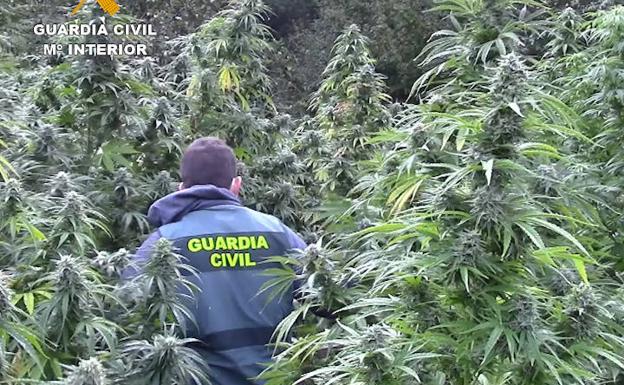 La Guardia Civil descubre un bosque de marihuana oculto en un monte de Burgos