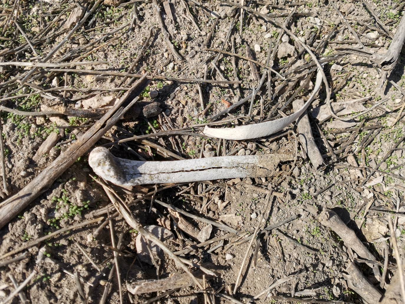 Lugar en el que se encontraron los huesos humanos.