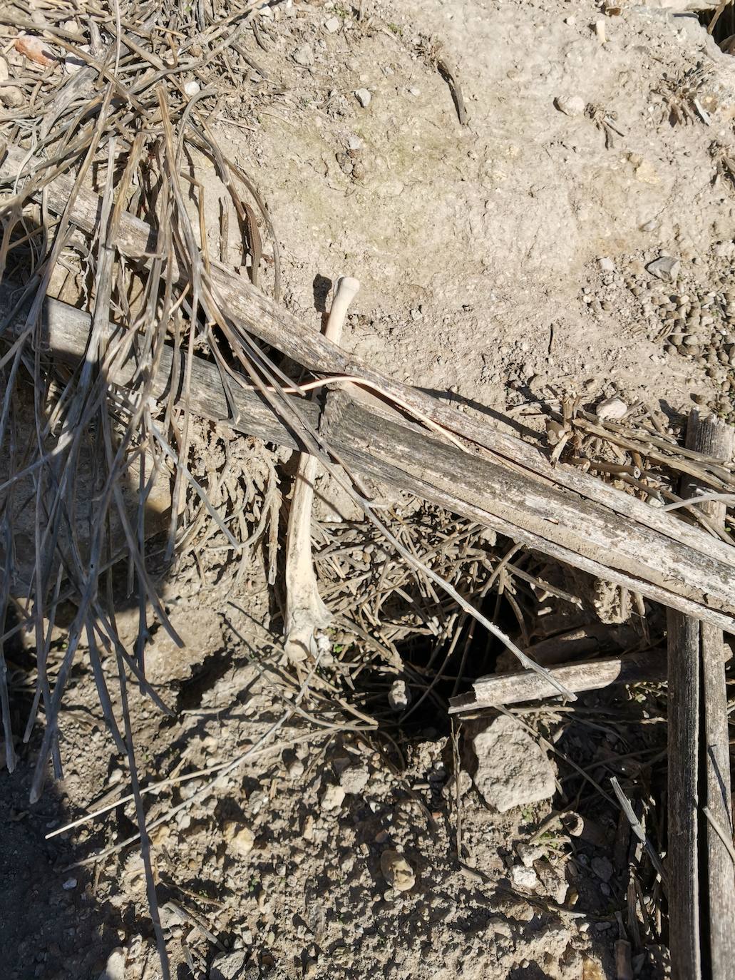 Lugar en el que se encontraron los huesos humanos.