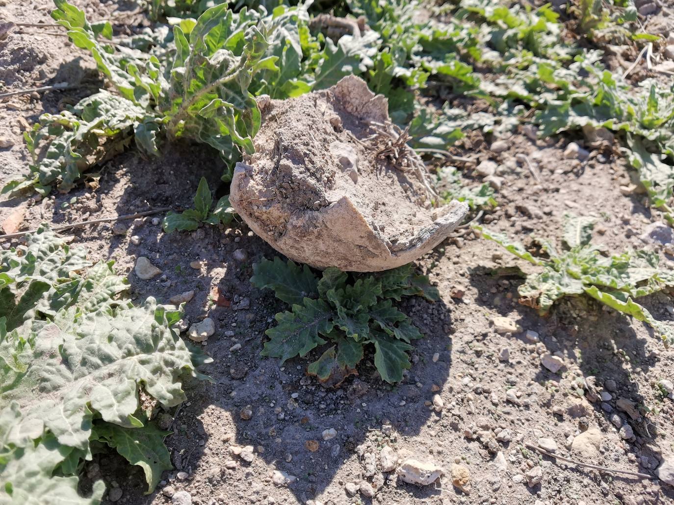 Lugar en el que se encontraron los huesos humanos.